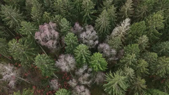 Blick aus der Luft auf einen Wald in Hamburg. | Screenshot Blick aus der Luft auf einen Wald in Hamburg.
