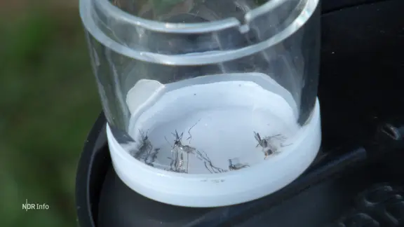 Mücken in einem Glas-Gefäß.