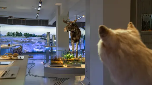 Im smac gibt es auch ausgestopfte Tiere | MDR/Joachim Blobel Aussgestopfte Tiere sowie Terrarien im smac in Chemnitz.