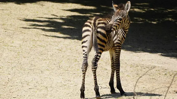 Ein Zebrafohlen im Zoo Hannover