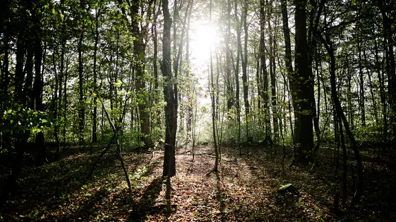 Mehrere Bäume in einem Waldstück im Deister im Gegenlicht fotografiert. | NDR, Julius Matuschik Mehrere Bäume in einem Waldstück im Deister im Gegenlicht fotografiert.