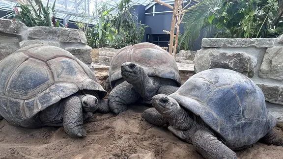Drei Aldabra Riesenschildkröten im Zoo Hannover. | Erlebniszoo Hannover Drei Aldabra Riesenschildkröten im Zoo Hannover.