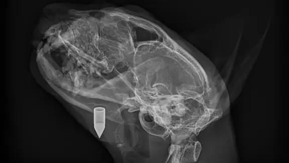Das Röntgenbild des Schädels einer Katze, in dem ein Armbrustbolzen steckt. | Christian Post Das Röntgenbild des Schädels einer Katze, in dem ein Armbrustbolzen steckt.
