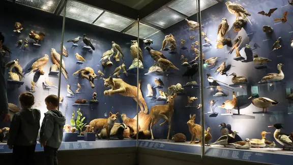 Vitrine im Naturkundemuseum Erfurt mit zahlreichen präparierten Vögeln und Säugetieren, darunter Füchse, Rehe und verschiedene Vogelarten, zwei Kinder betrachten die Ausstellung.
