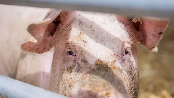 Schweineaugen schauen zwischen den Stäben des Stalls den Betrachter an | IMAGO Schweineaugen schauen zwischen den Stäben des Stalls den Betrachter an