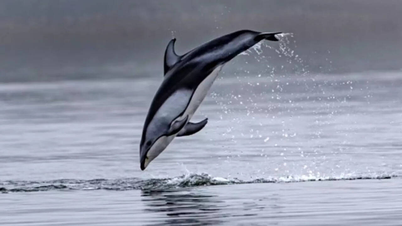 Killing Of 1,400 Dolphins As Part Of Tradition Triggers Backlash; What We Know