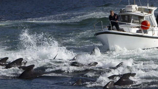 dolphins culling