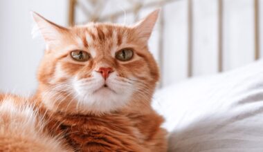 LEGO’s New Orange Cat Set Sparks Fan Backlash