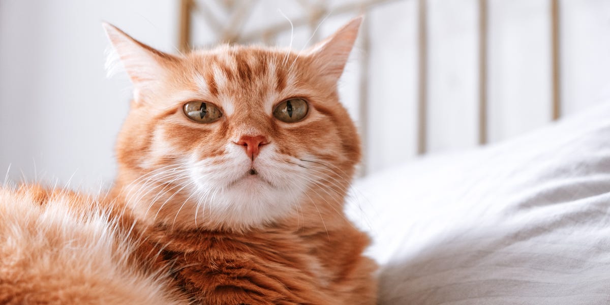 LEGO’s New Orange Cat Set Sparks Fan Backlash