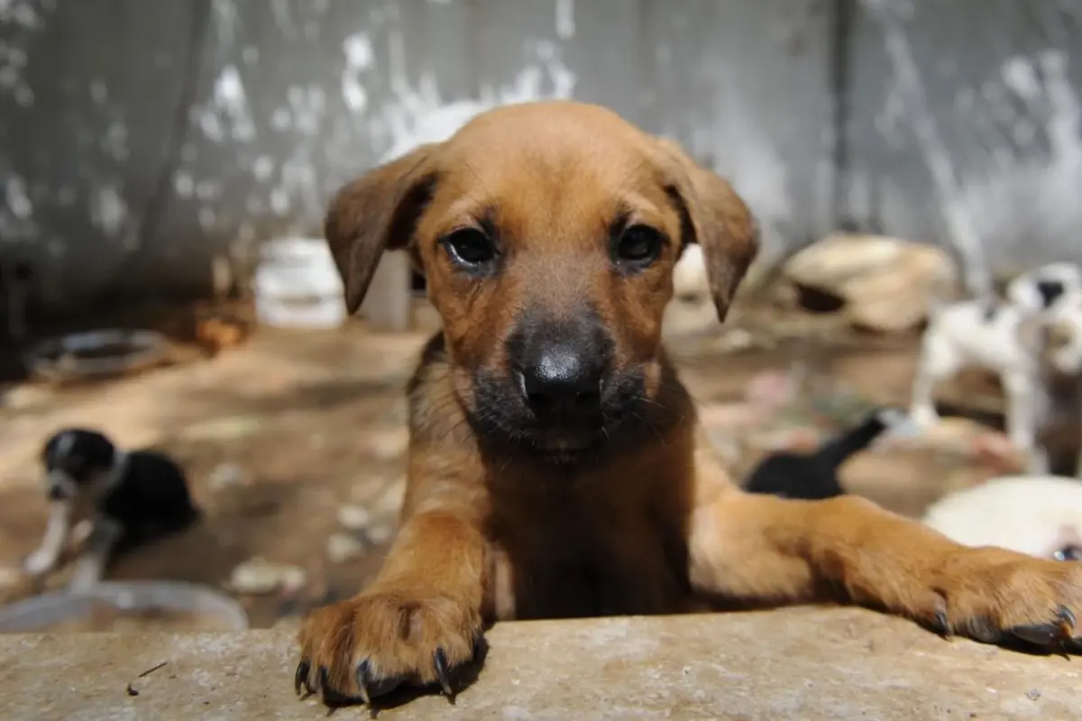 Turkish court reduces sentence for doctor convicted of killing puppies
