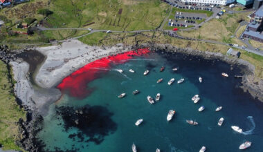 UK MPs call for action to end dolphin hunts in the Faroe Islands
