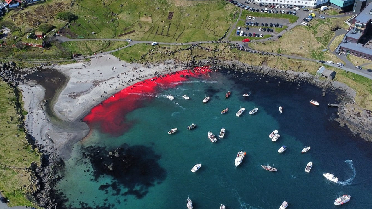 UK MPs call for action to end dolphin hunts in the Faroe Islands