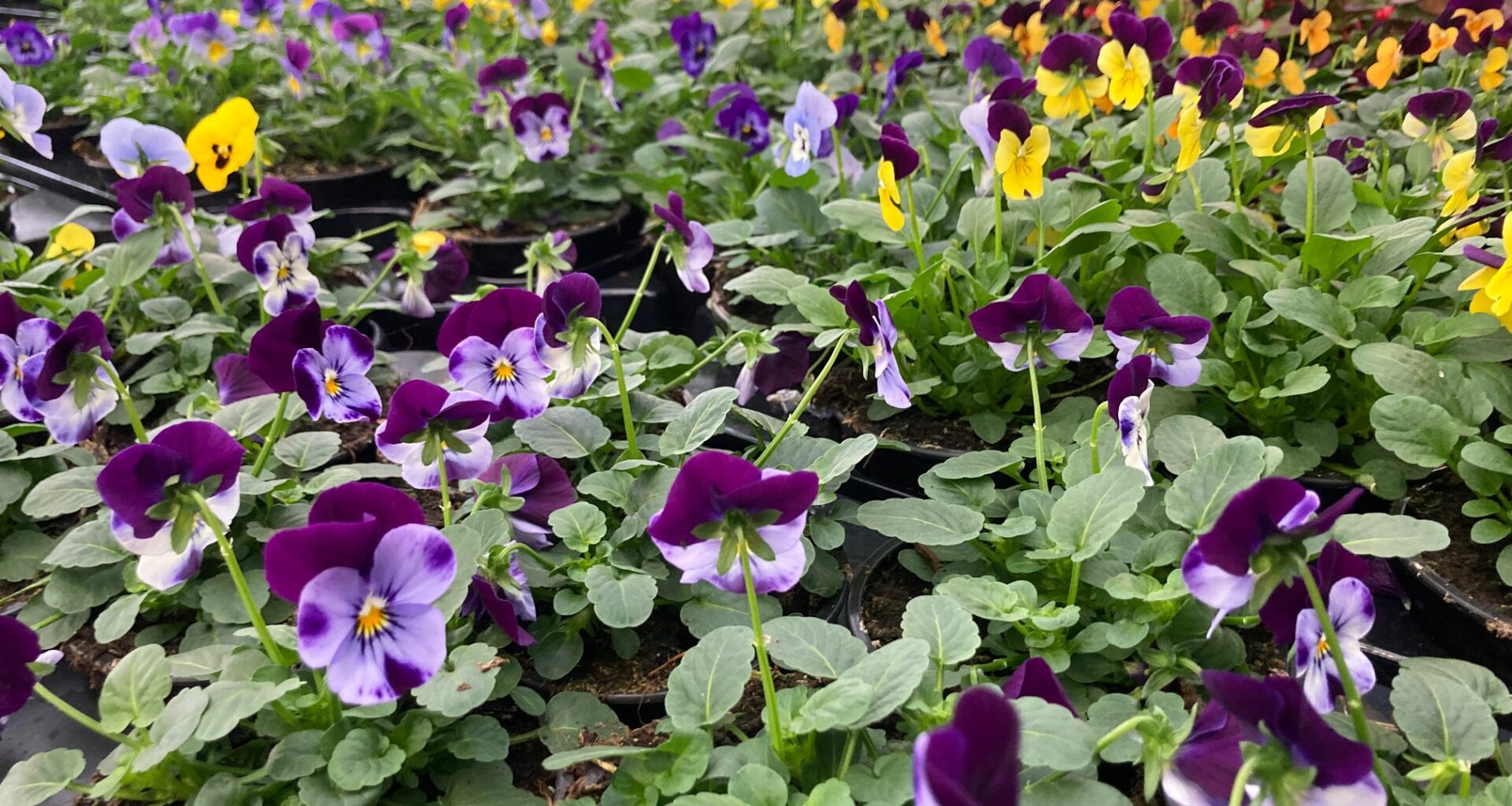 Greener greenery? Amsterdam decides to ditch pesticides