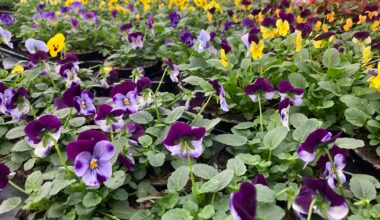 Greener greenery? Amsterdam decides to ditch pesticides