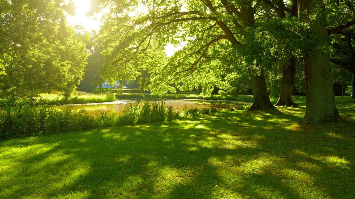 Summer park in Hamburg, Germany