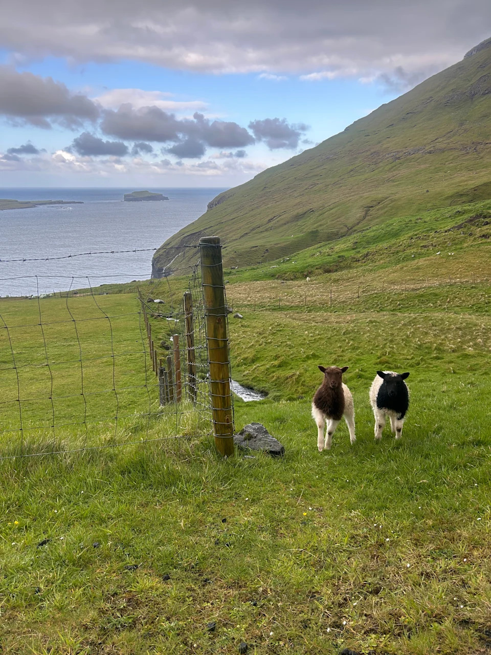 Two sheep stand next to a wire fence on a grassy hillside overlooking a vast sea and distant islands under a partly cloudy sky