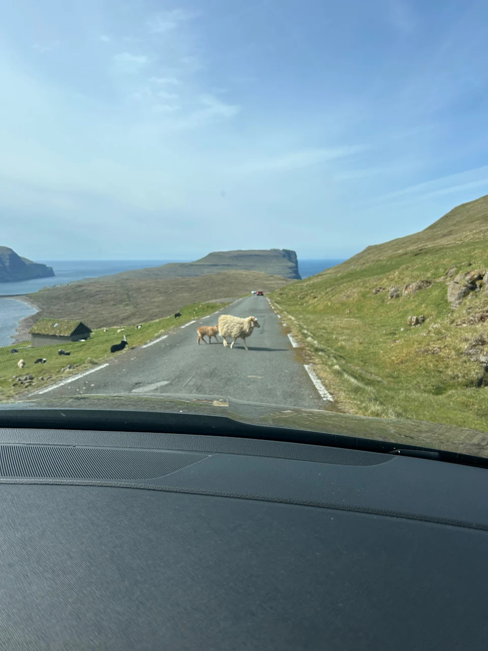 Sheep crossing a road on a scenic coastal route with grass-covered hills and the ocean in the background