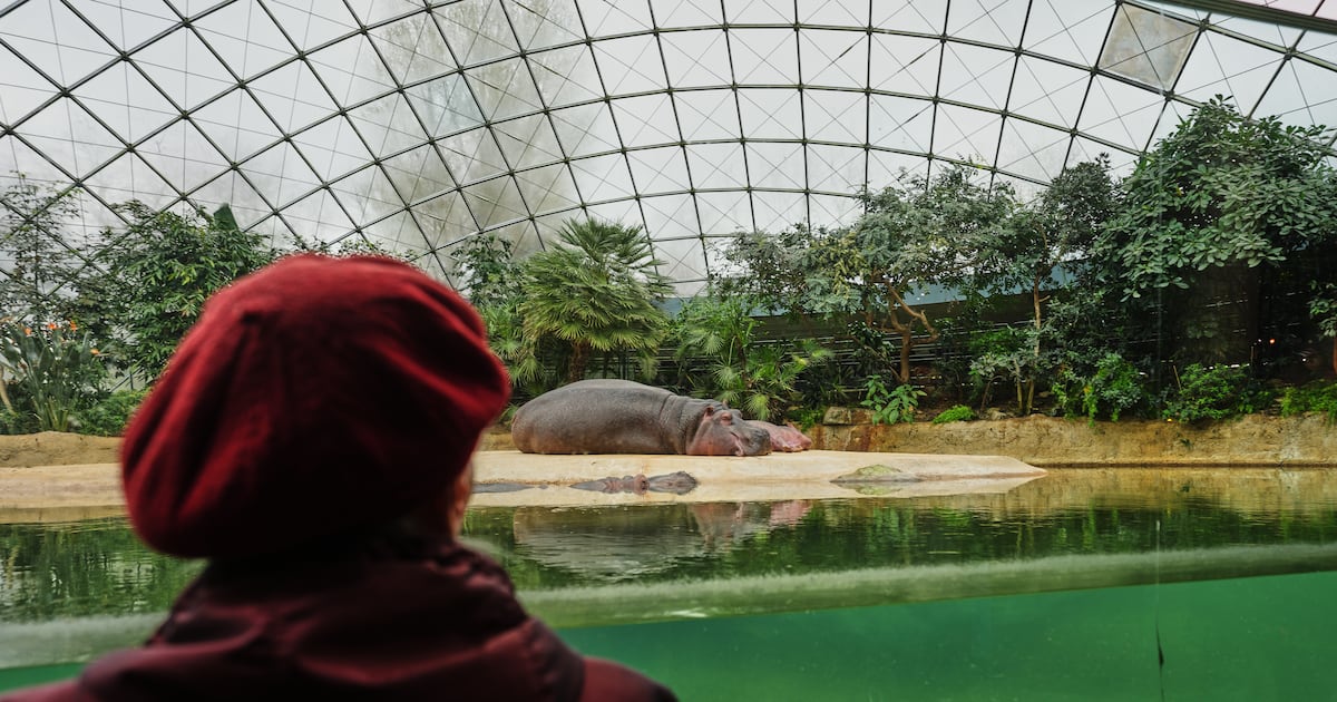 Berlin Zoo tour brings joy to people living with dementia