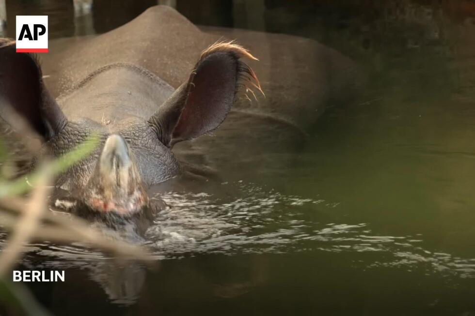 Specialised tour at Berlin Zoo brings joy to people living with dementia and their carers