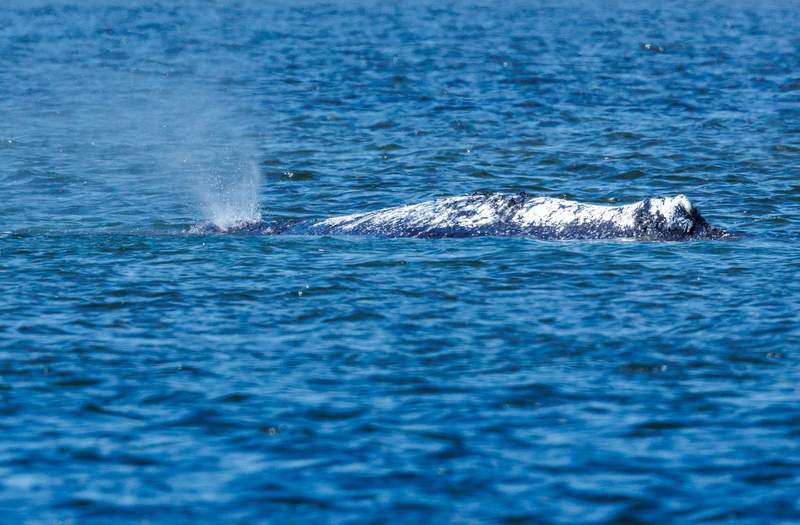 Dead whale discovered off coast of Denmark