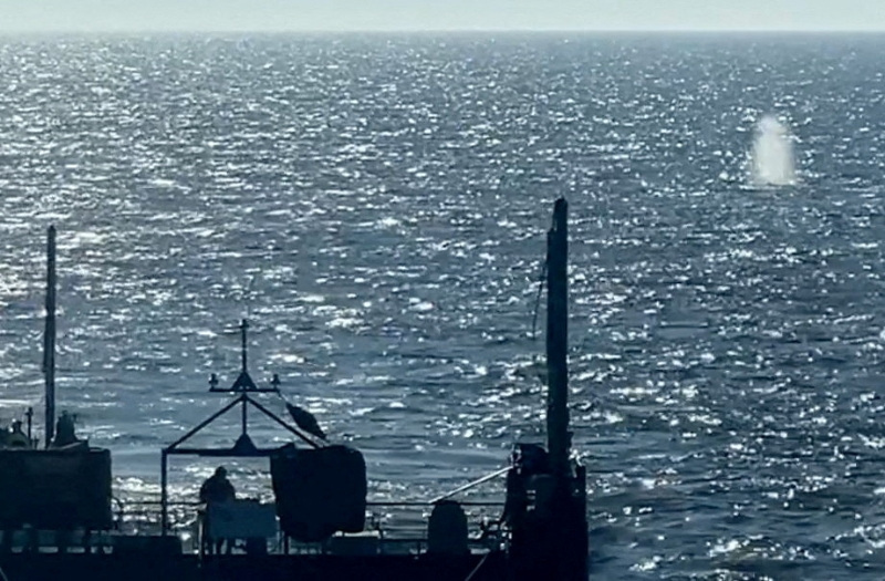 Denmark checks if dead whale is Germany's recently rescued Timmy