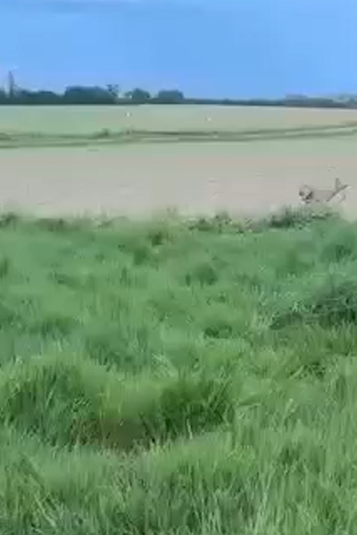 Police in France Warn Public to Stay Away From Drunk Deer