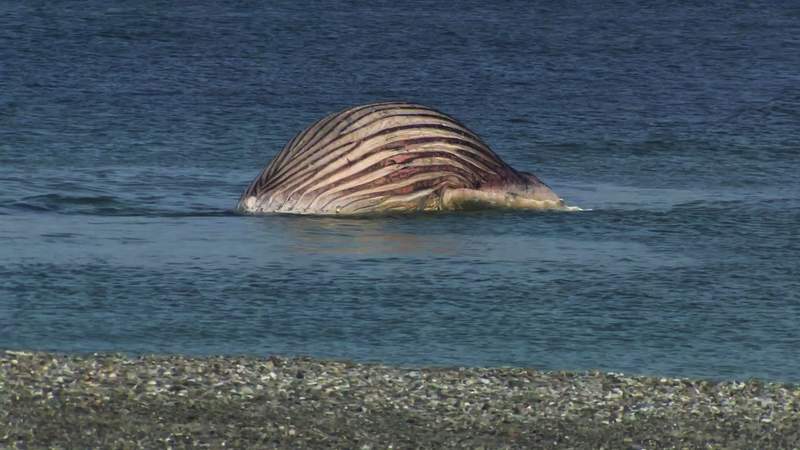 Expert warns whale carcass off Denmark could explode at any moment