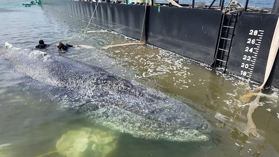 People help a stranded humpback whale into a barge during rescue efforts organised by a private initiative in shallow waters of the Baltic Sea off the island of Poel