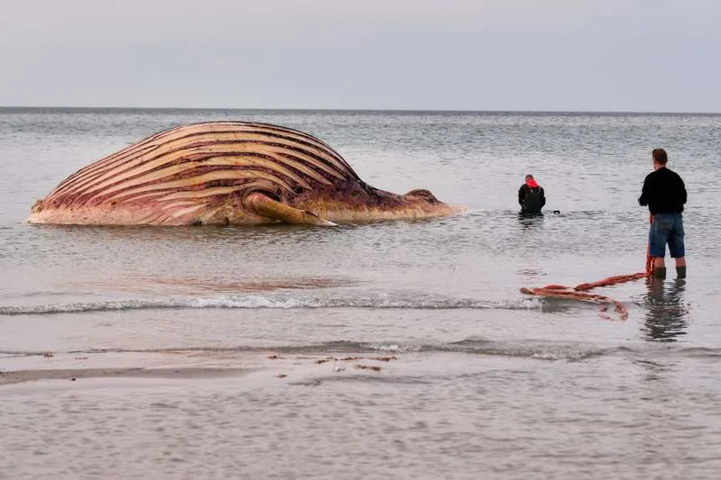 At one point, experts were concerned that the whale's carcass could explode from the pressure of gasses building up inside it. Marcus Golejewski/dpa
