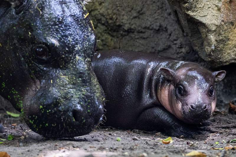 Berlin zoo's baby hippo named 'Brötchen' part of food-naming trend