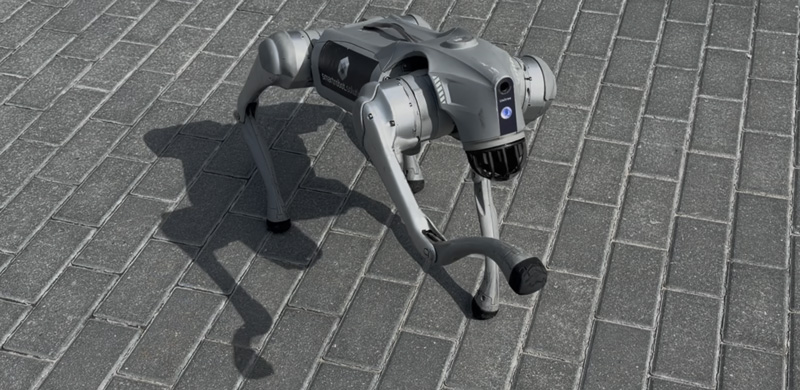 4-EIPC_SUM_26-dog.jpg
