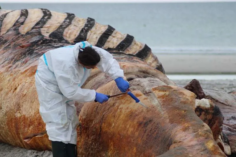 The autopsy of the humpback whale known as “Timmy” showed that the whale found dead on the beach of the Danish island of Anholt was a female. Kai Moorschlatt/dpa