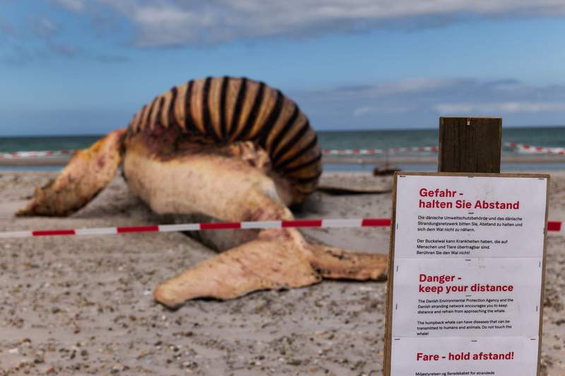 Bones of beached whale 'Timmy' headed for Copenhagen museum