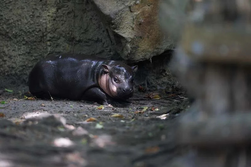 The pygmy hippopotamus calf Brötchen takes her first outing at the Berlin Zoo since being named. (is associated with: «Berlin zoo's baby hippo named 'Brötchen' part of food-naming trend») Carsten Koall/dpa