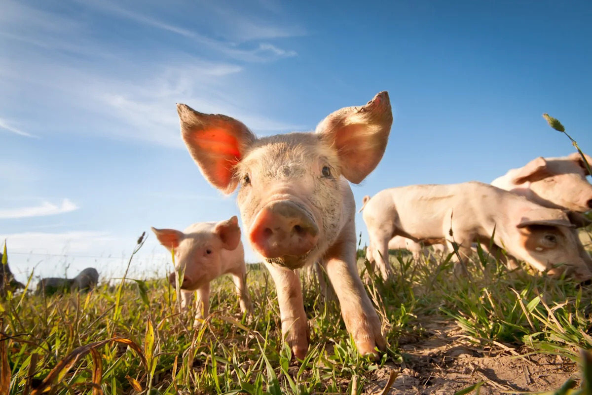 Denmark's 'pig election' put animal welfare on the ballot, and factory farming on notice