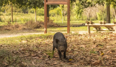 Poland hired hunters to clear 3,000 boars from its capital, then playground killings sparked protests