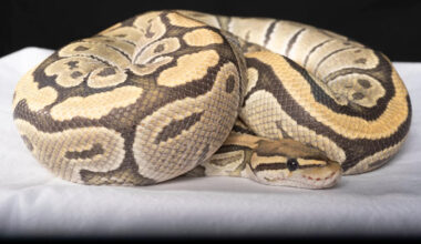 Dutch officials seize protected python from woman's bra at Amsterdam airport