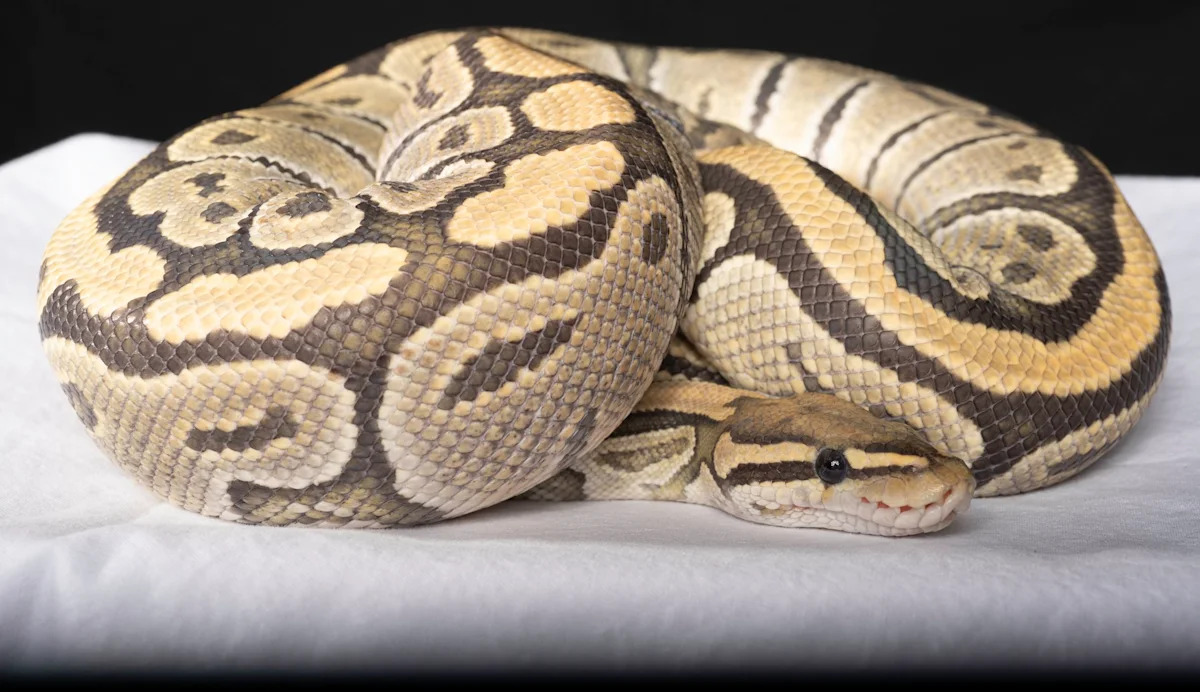Dutch officials seize protected python from woman's bra at Amsterdam airport