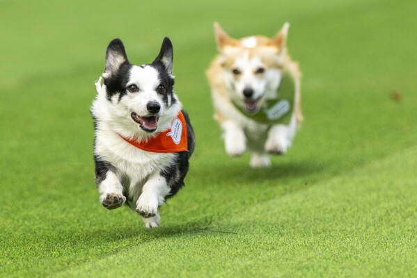 Corgis race during a international event Corgi Race Vilnius 2025 in Vilnius, Lithuania, Saturday, Aug. 23, 2025. (AP Photo/Mindaugas Kulbis)