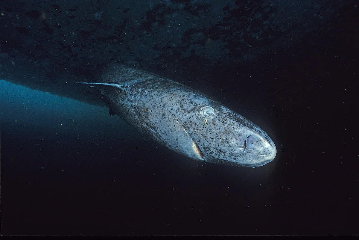 150-year-old Greenland shark washed ashore in Ireland, offering new clues to healthy aging