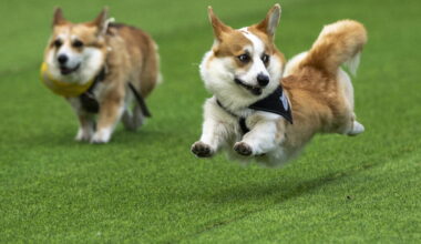 More than 100 teams compete in Lithuania's international Corgi race