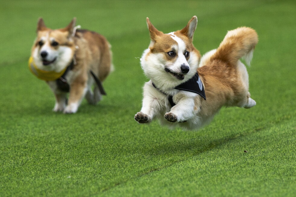 More than 100 teams compete in Lithuania's international Corgi race