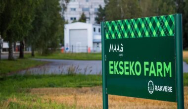 HKFoods saab Maag grupilt miljoneid vähem raha, sest Maagi suurimat seakasvatust tabas seakatk