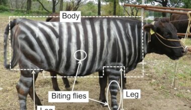 teadlased uurisid sebratriibulisi lehmi, pitsat söövaid sisalikke ja alkoholi mõju võõrkeeleoskusele