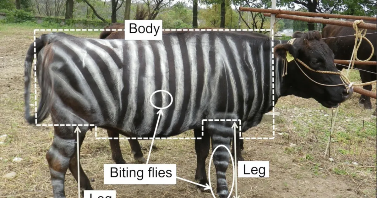 teadlased uurisid sebratriibulisi lehmi, pitsat söövaid sisalikke ja alkoholi mõju võõrkeeleoskusele