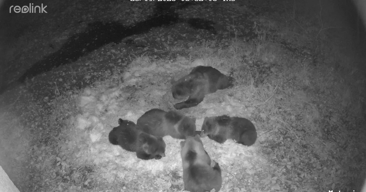 nelja pojaga karupere tuli rajakaamera ette mängima