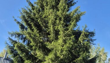 Tartu tänavune jõulukuusk tuuakse Põlvamaalt