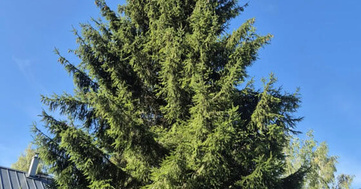 Tartu tänavune jõulukuusk tuuakse Põlvamaalt