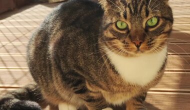 KODUOTSIJA ⟩ Triibik Jassi otsib omale rahulikku kodu