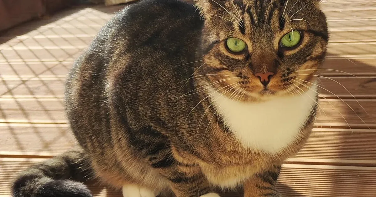 KODUOTSIJA ⟩ Triibik Jassi otsib omale rahulikku kodu